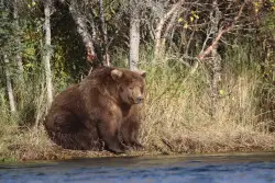 Alaskan national park to host its 11th annual ‘Fat Bear Week’